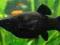 rybki-molinezja czarna