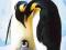 Pingwin - Pingwiny - plakat 91,5x61 cm