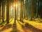 Wschód Słońca -Forest Sunbeams - plakat 91,5x61 cm
