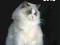 Ragdoll 2012 - Wspaniały kalendarz - koty ragdoll