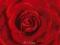 Czerwona róża - red rose - plakat 91,5x61 cm