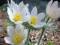 SASANKA (Anemone pulsatilla) biała
