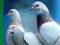 Hodowla gołębi rasy zdrowie opieka RM gołębie