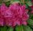 Rhododendron 'Old Port' - PURPUROWY RODODENDRON