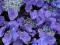 Hydrangea macrophylla 'Blue Sky' - Hortensja ogr.