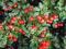 Cotoneaster dammeri 'Coral Beauty' - Irga szwedzka