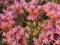 Rozchodnik kaukaski Roseum Superbum *różowy*P9*B