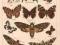 OWADY: MOTYLE , MOTYL 1 - CHROMOLITOGRAFIA z 1898r