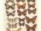 OWADY: MOTYLE , MOTYL 3 - CHROMOLITOGRAFIA z 1898r