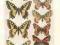 OWADY: MOTYLE , MOTYL 4 - CHROMOLITOGRAFIA z 1898r