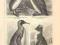 PERKOZ NUR PINGWIN CESARSKI - LITOGRAFIA z 1890 r