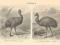 STRUŚ EMU + KAZUAR - LITOGRAFIA z 1892 r