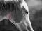 Koń Konie Horse_3 black & white pop art horse