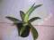 Agawa kaktus sukulent SSP:2929