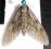 Zawisiak borowiec - pine hawk moth