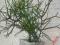 Euphorbia tirucalli popularnie zwana Patyczak -iem