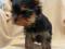 yorkshire terrier york terier rodowód FCI /Olsztyn