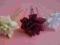 Róża różyczka kokówka (3 kolory)