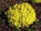 Spiraea japonica 'Golden Carpet' - Tawuła japońska