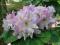 Rhododendron 'Motyl' - Różanecznik CZESKA ODMIANA!