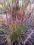 Miscanthus Purple Fall - NOWOŚĆ fioletowy miskant