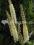 Actaea Atropurpurea - wysoka bylina do cienia