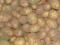 Ziemniaki Bryza jadalne i sadzeniaki 50gr Kwidzyn