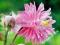 AQUILEGIA - ORLIK OGRODOWY BARLOW PINK 1 SZT.