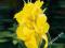 CANNA PACIORECZNIK OGRODOWY YELLOW HUMBERT 1 SZT.