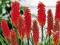 KNIPHOFIA - TRYTOMA GRONIASTA NANCY RED 1 SZT.