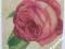kafelek róże -kupując pomagasz charytatywnie