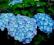WYPRZEDAZ duża sadzonka -- Niebieska hortensja