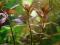 Proserpinaca palustris - 4 sztuki