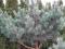 Pinus sylvestris 'Watereri' - Sosna pospolita !!!