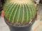 echinocactus grusonii - fotel teściowej - WIELKI
