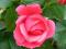 Róża -Pomóż głuchoniewidomej Gosi-charytatyna : ))