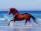 Plaża - Galopujący Koń - Arab - plakat 91,5x61 cm