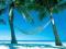 Raj na ziemi - Plaża - Palma - plakat 100x140 cm