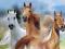 Konie - Arab - Koń - plakat 91,5x61 cm