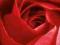 Czerwona Róża- Red Rose - GIGA plakat 158x53 cm