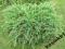Jałowiec Sabiński Tamariscifolia C3*15x20cm*S
