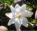 Gardenia Thunbergia - DRZEWO GARDENIA