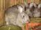 Dziki królik Dzikie króliki 10szt (samce, samice)