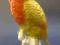 Papużka nierozłączka żółta....figura Ens
