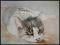"Śpiący kot" - akwarela 74 x 55 cm