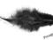 Piórka Pióra Pędzelki Czarne10szt Scrapbooking