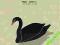Bert Jansch The Black Swan