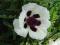 PAPAVER"DOMINO"~PM~