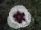 PAPAVER"PERRY'S WHITE"~PM~