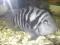 Pielegnica zebra samiec 15cm dla konesera + gratis